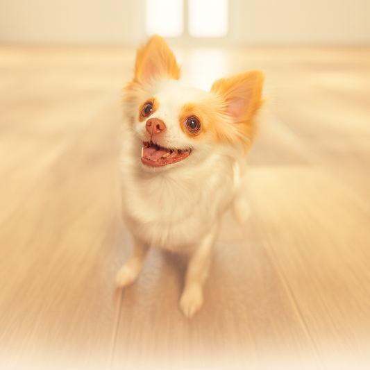 Animal Rescue & Shelters